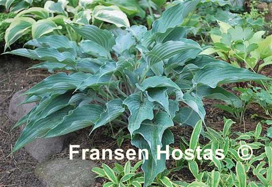 Hosta Sweet Caroline